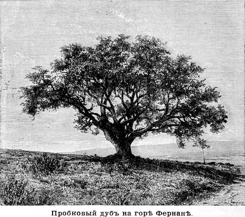 249 Пробковый дуб на горе Фернан